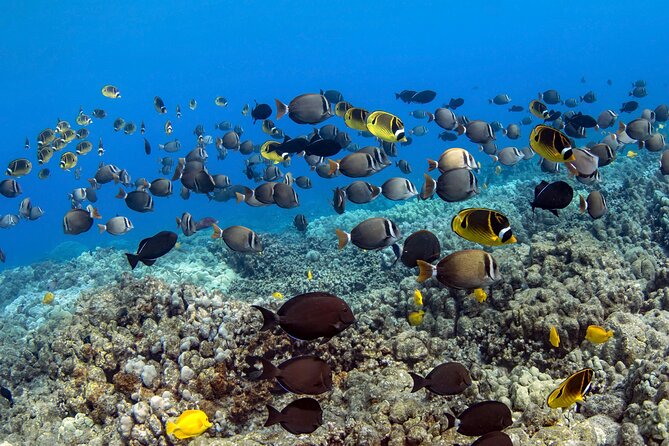 Private Kealakekua Bay Captain Cook Snorkeling - Booking timing, weather, and cancellation