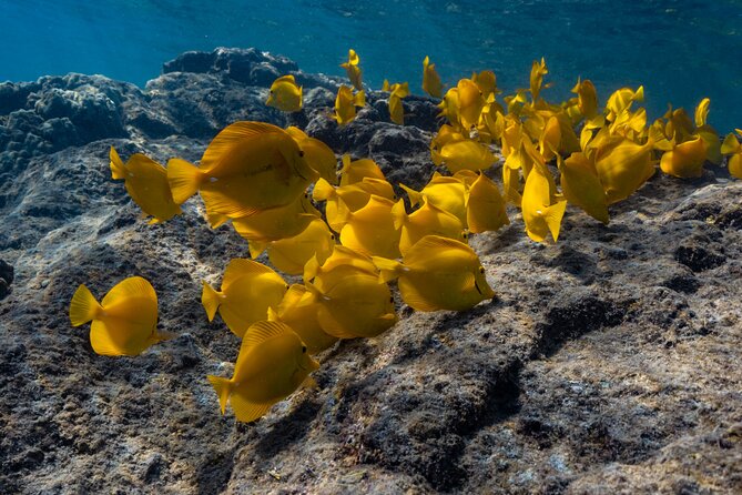 Private Kealakekua Bay Snorkel and Dolphin Watch - Snorkeling with tropical fish and the Captain Cook Monument