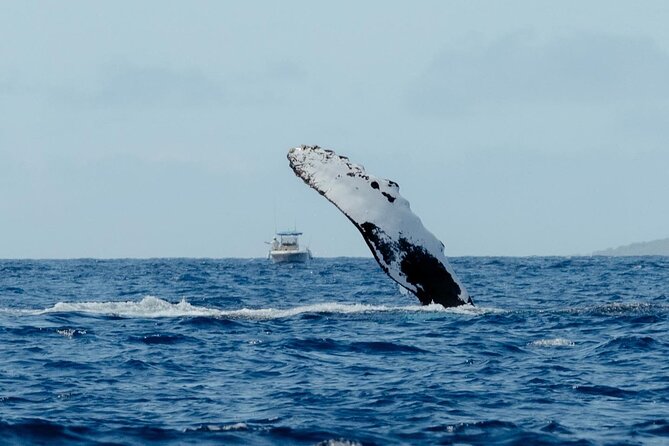 Private Kealakekua Bay Snorkel and Dolphin Watch - Who will enjoy this most