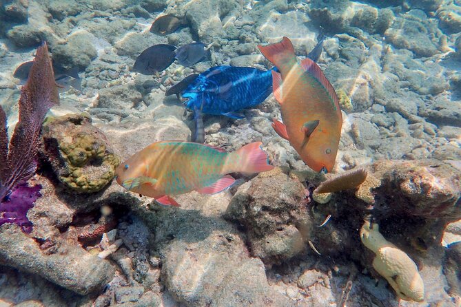 Private Looe Key Snorkel from Big Pine Key - The captain makes the difference