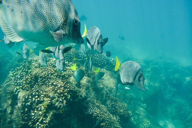 Private Los Cabos snorkeling tour to Chileno bay and Santa Maria cove - Weather changes are part of the decision