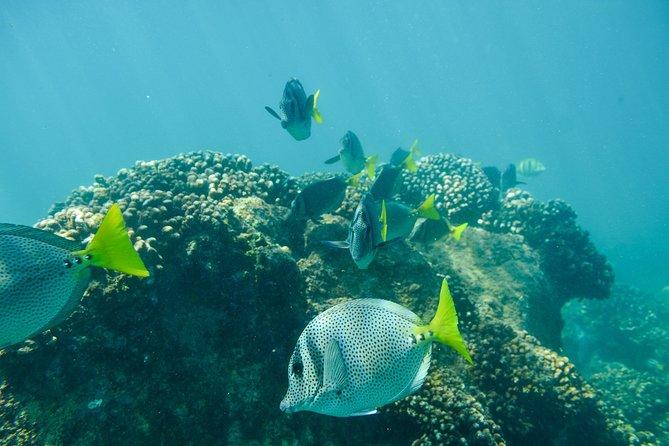 Private Los Cabos snorkeling tour to Chileno bay and Santa Maria cove - Chileno Bay: clear water and a broader reef area