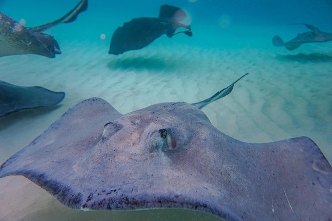 Private, luxury, custom charters to Stingray City, Snorkeling & More - Weather, timing, and small practical details