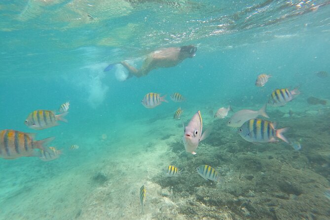 Private MUSA Snorkeling Experience at Isla Mujeres and Cancun - Is $550 a fair price?