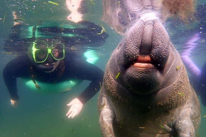 Private 'OG' Manatee Snorkel Tour with Guide for up to 10 people - Key points to know before booking