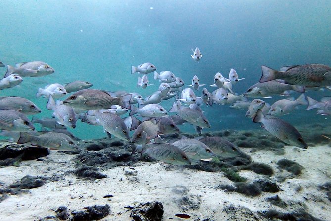 Private 'OG' Manatee Snorkel Tour with Guide for up to 10 people - What the water can look like