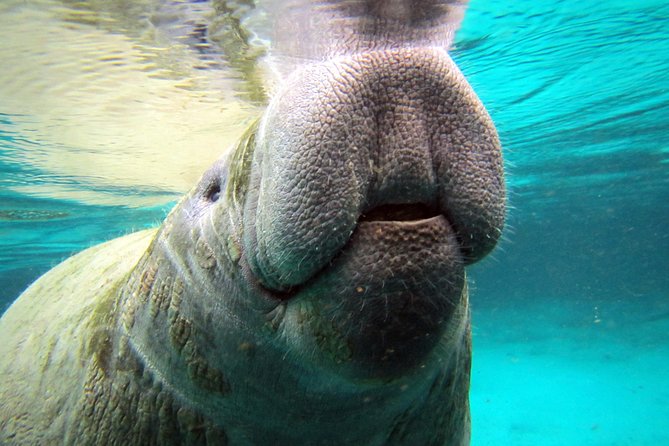 Private 'OG' Manatee Snorkel Tour with Guide for up to 10 people - What happens at River Ventures