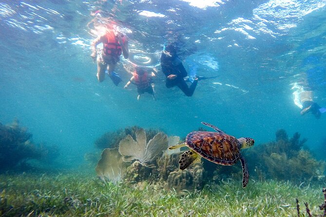 Private (only you) Reef Snorkeling in Puerto Morelos 2x40 minutes - Why Puerto Morelos works so well for snorkeling