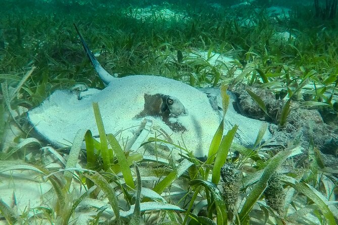 Private (only you) Reef Snorkeling in Puerto Morelos 2x40 minutes - Adding Puerto Morelos after snorkeling
