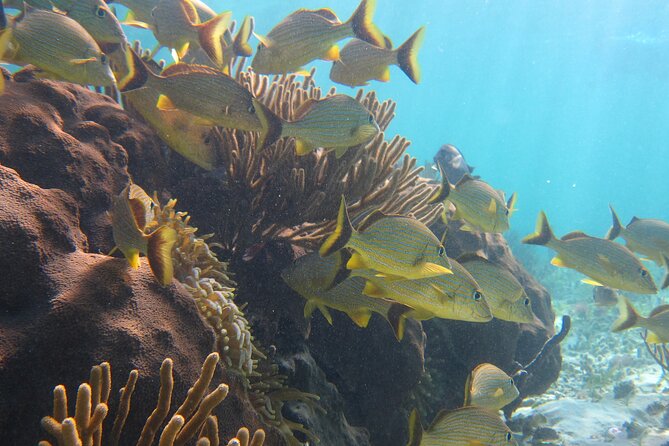 Private (only you) Reef Snorkeling in Puerto Morelos 2x40 minutes - Timing, age limits, and practical comfort