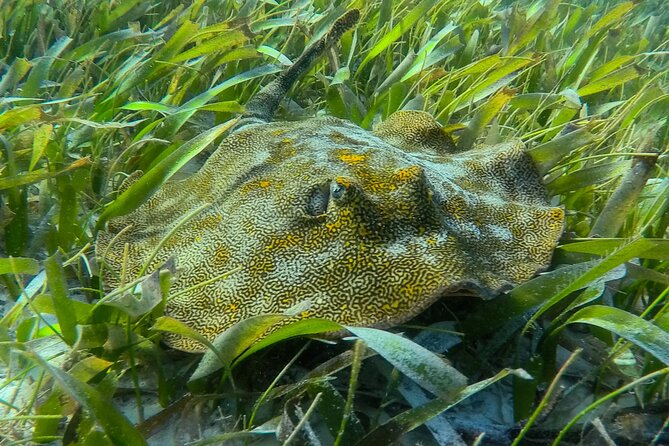 Private (only you) Reef Snorkeling in Puerto Morelos 2x40 minutes - The private ride from Cancun or the Riviera Maya