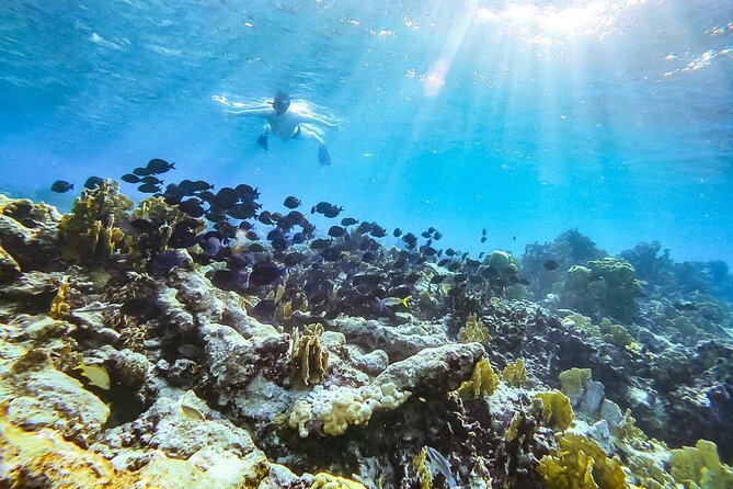 Private snorkel with 2 stops in Aruba - Eco-friendly! - Key points to know before booking