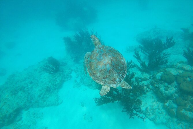 Private snorkel with 2 stops in Aruba - Eco-friendly! - Why the shore-entry plan matters