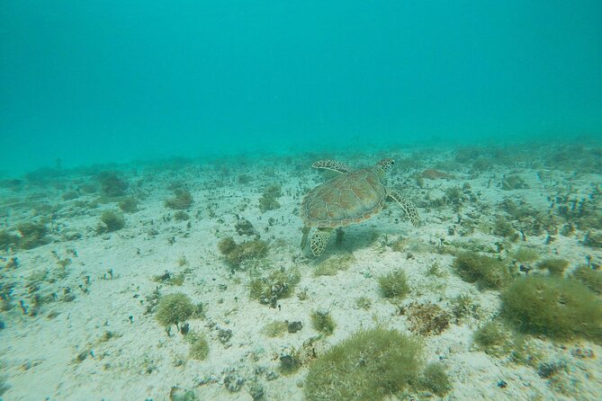 Private snorkel with 2 stops in Aruba - Eco-friendly! - Stop two: Coral, fish, and a slower look beneath the surface