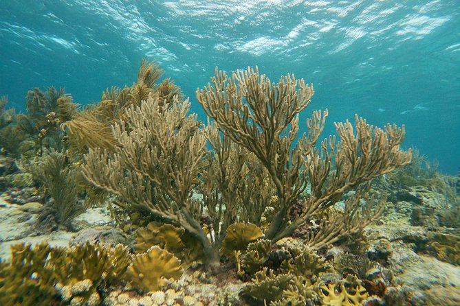 Private snorkel with 2 stops in Aruba - Eco-friendly! - Equipment, instruction, and comfort in the water