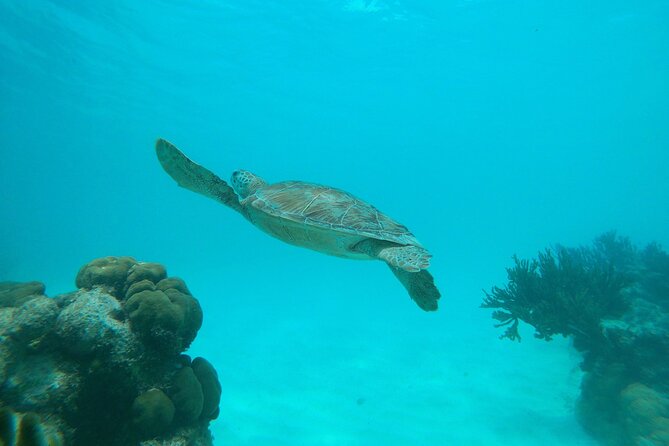 Private snorkel with 2 stops in Aruba - Eco-friendly! - Fresh fruit, water, and underwater photos