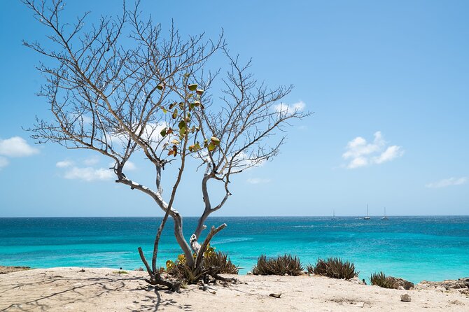 Private snorkel with 2 stops in Aruba - Eco-friendly! - What the $148.73 price means