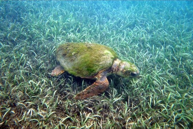 Private Snorkeling and Sightseeing Tour of Antigua - Galleon Beach: Turtles Without a Boat