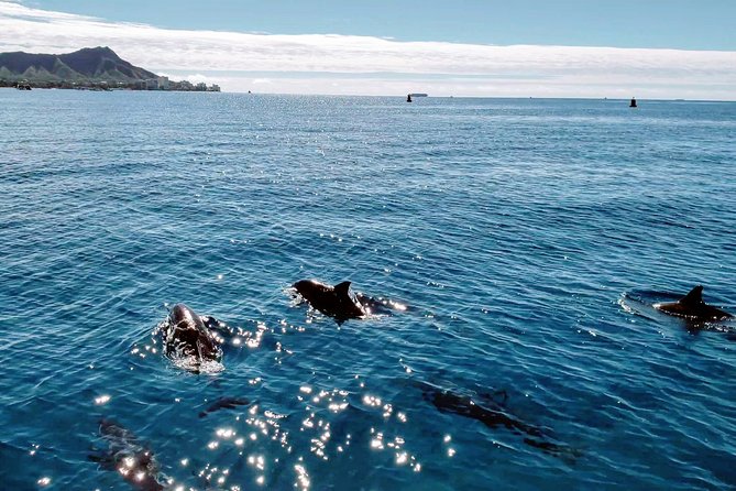 Private Snorkeling and Wildlife on The Adventure Boat - Crew Style and Safety