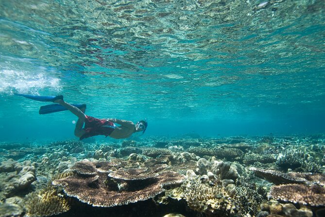 Private Snorkeling Experience in Aqaba Red Sea - Getting fitted with the snorkeling equipment