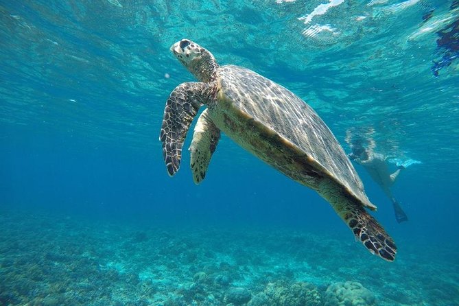Private Snorkeling Gili Island (Coral, Statue and Turtle) - Four hours among the Gili Islands