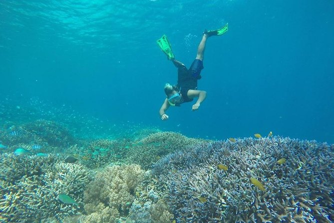 Private Snorkeling Gili Island (Coral, Statue and Turtle) - Stop two: Coral Point and the fish