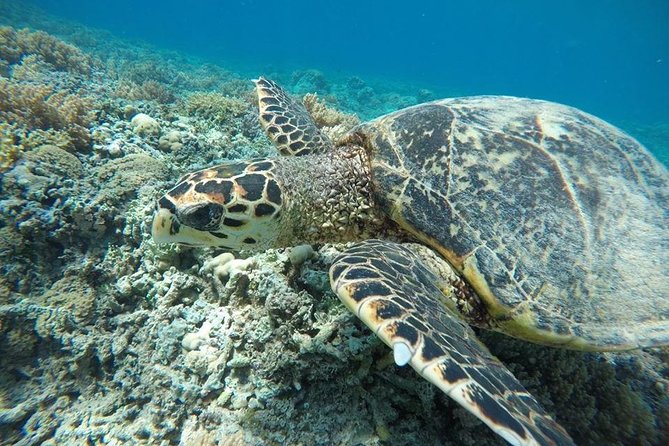 Private Snorkeling Gili Island (Coral, Statue and Turtle) - Stop one: the Jason deCaires Taylor statues