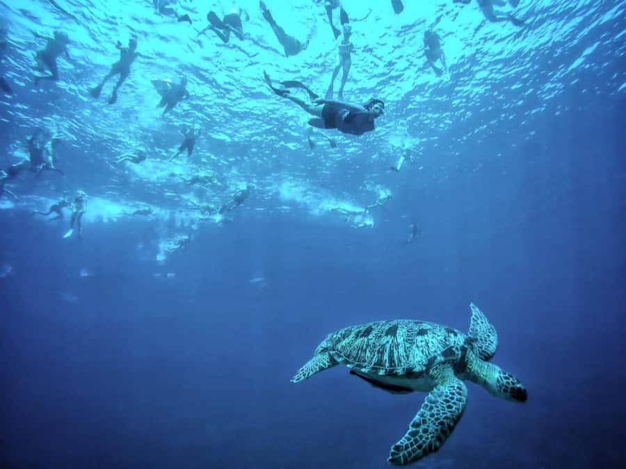 Private Snorkeling Gili Islands Full Day Tour - The Gili Air snorkeling stop