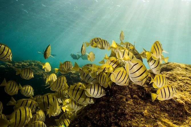 Private Snorkeling Tour in Cabo San Lucas - Why this private Cabo tour works well for families