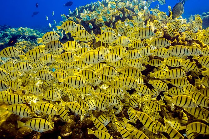 Private Snorkeling Tour in Cabo San Lucas - Guides who help beginners feel at ease