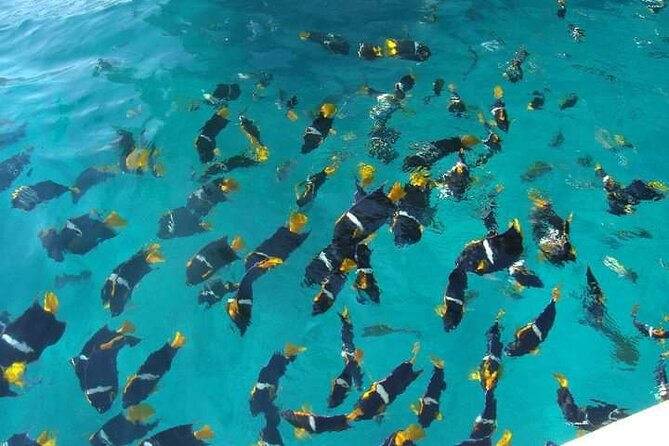 Private Snorkeling Tour to Los Arcos - Snorkeling around Los Arcos de Mismaloya