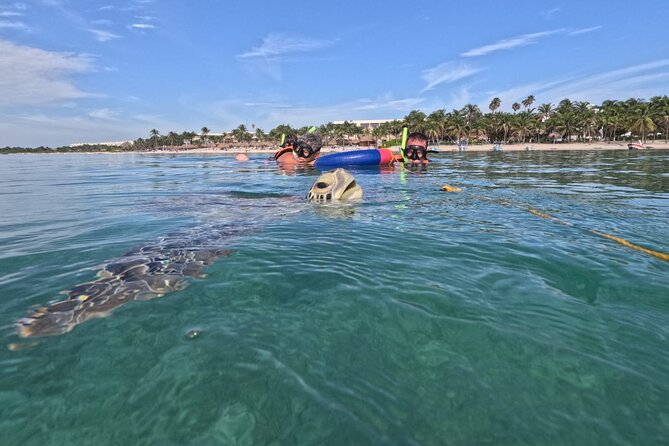 Private Snorkeling with Sea Turtles in Akumal Beach - The 50-minute swimming circuit