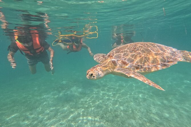 Private Snorkeling with Sea Turtles in Akumal Beach - Finding turtles without crowding them
