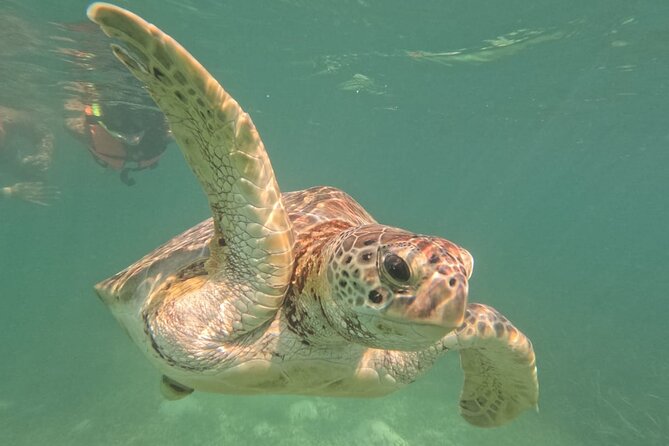 Private Snorkeling with Sea Turtles in Akumal Beach - Fish, rays, coral, and the occasional surprise