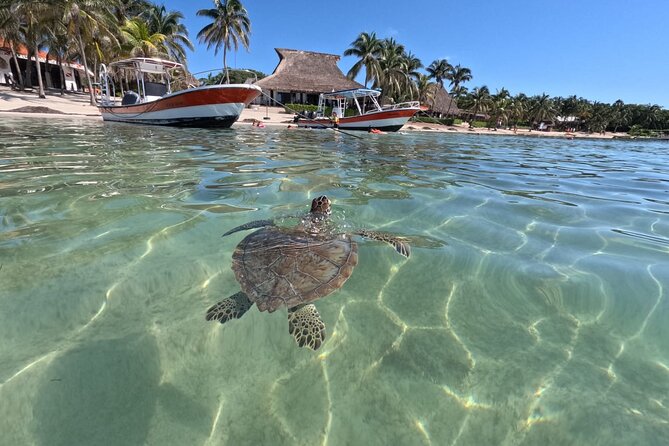 Private Snorkeling with Sea Turtles in Akumal Beach - Why a private group can be worth $65.57