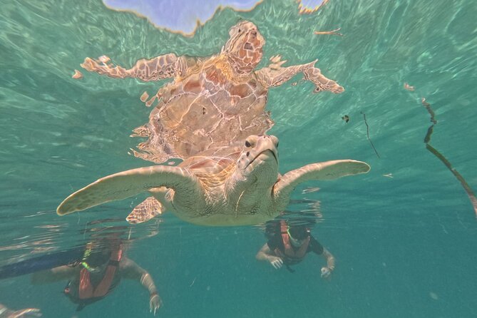 Private Snorkeling with Sea Turtles in Akumal Beach - Choosing the best time to go