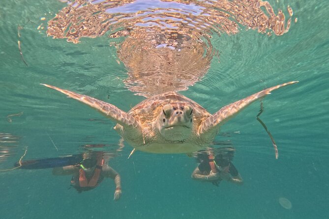Private Snorkeling with Sea Turtles in Akumal Beach - Families, children, and first-time snorkelers
