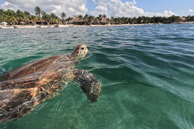 Private Snorkeling with Sea Turtles in Akumal Beach - Meeting Darwin and getting ready on the beach
