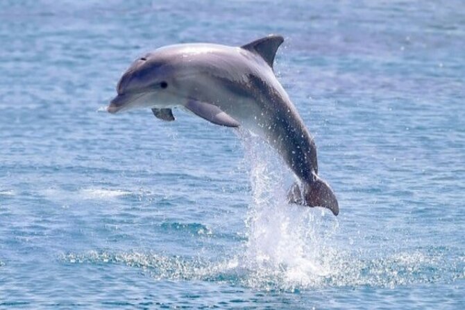 Private Speed Boat Snorkeling with Dolphins Trip - Hurghada - What the private format is really worth