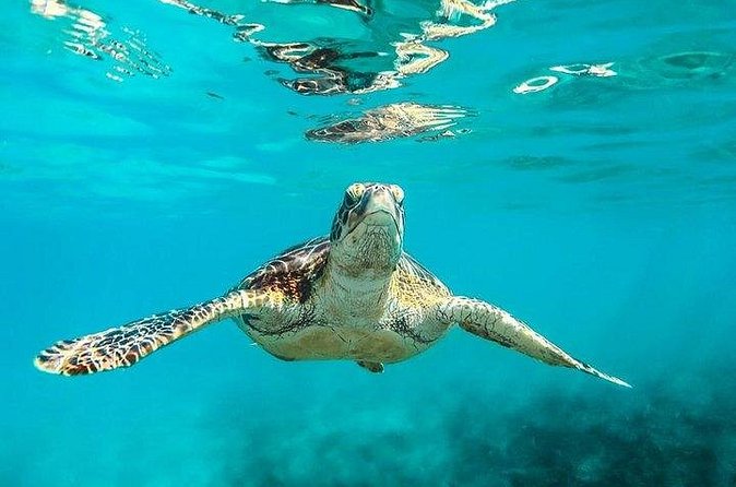 Private Tour: Barbados Catamaran Snorkeling Cruise - Lunch, beach time, and a slower Caribbean rhythm