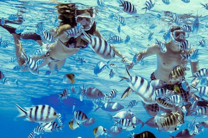 Private Tour: Bora Bora Lagoon Eco Snorkel Cruise - 3hrs or 6hrs - What the guide adds beneath the surface
