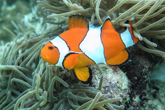 Private Tour to Hong Islands & 4 Islands with Sunset & Night Snorkel - Guides who make the practical difference