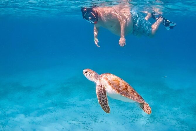 Private Turtle Spotting Snorkeling Excursion in Aruba - Quick facts for planning your turtle swim