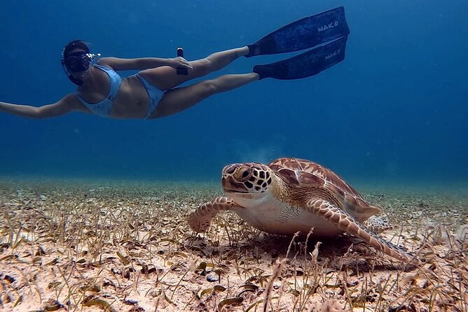 Private Turtle Spotting Snorkeling Excursion in Aruba - How the turtle encounter works