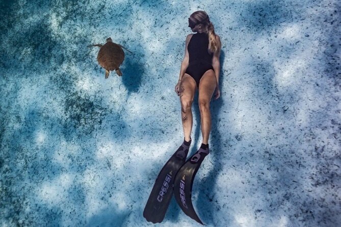 Private Turtle Spotting Snorkeling Excursion in Aruba - Weather, wildlife, and the possibility of a changed plan