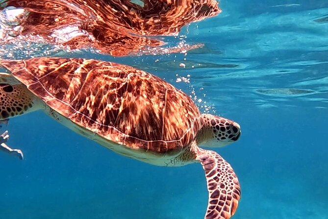 Private Turtle Spotting Snorkeling Excursion in Aruba - Who will enjoy this most