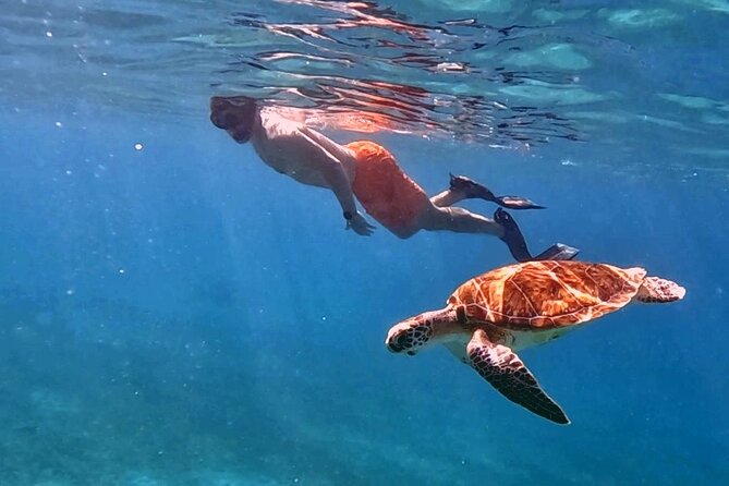 Private Turtle Spotting Snorkeling Excursion in Aruba - The short walk from shore to the turtle area