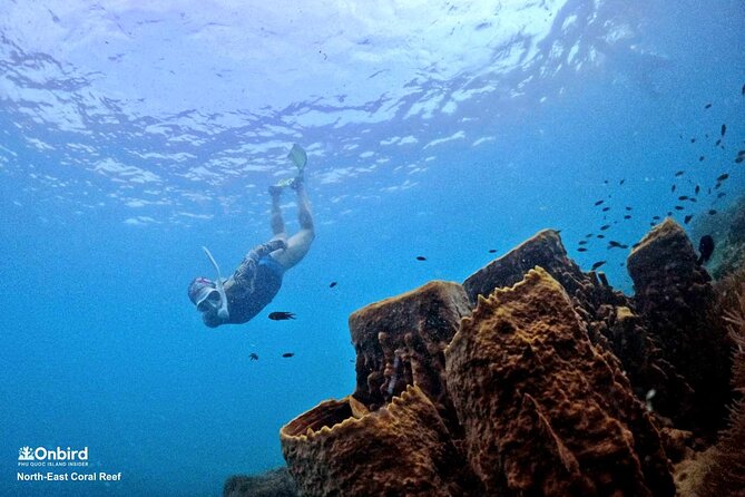 PRO-SNORKELING to Explore Hidden Coral Reefs (MAX 10 PAX) - Key points to know before you book