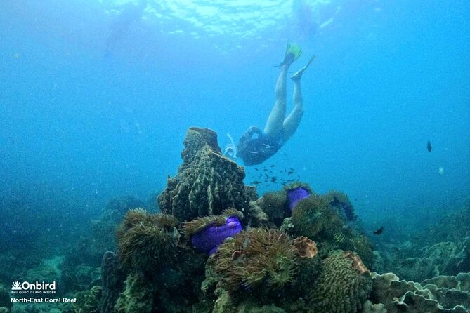 PRO-SNORKELING to Explore Hidden Coral Reefs (MAX 10 PAX) - A five-hour route from hotel pickup to reef time