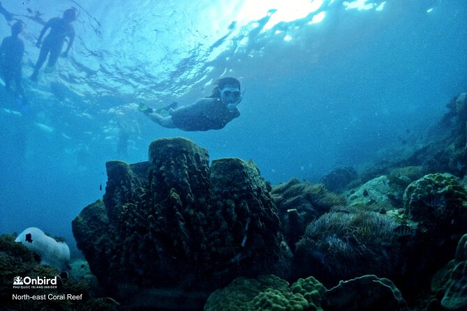 PRO-SNORKELING to Explore Hidden Coral Reefs (MAX 10 PAX) - Why the guides make a difference